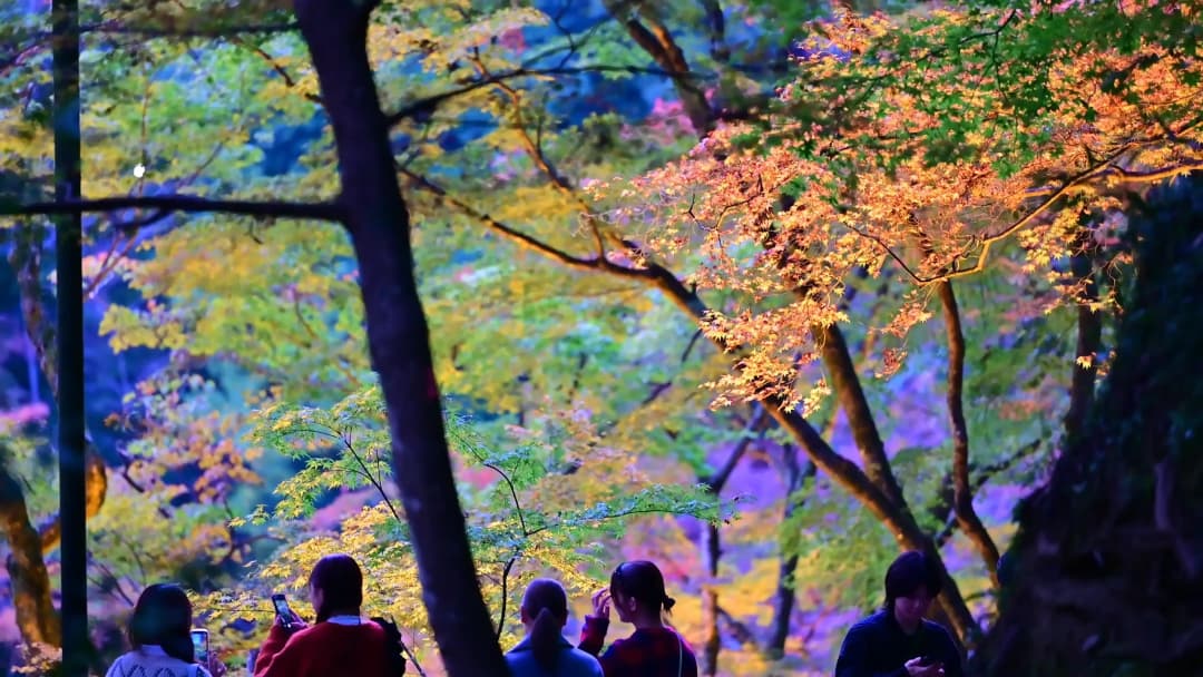 香嵐溪紅葉節