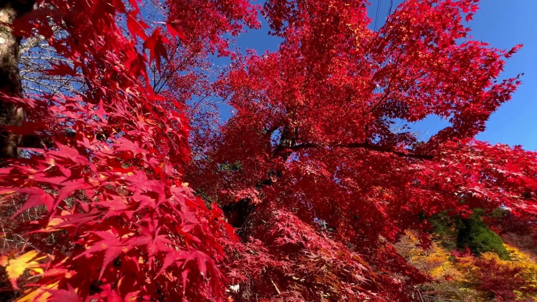香嵐溪紅葉節