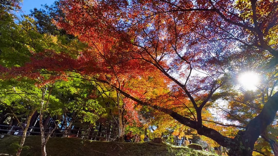 香嵐溪紅葉節
